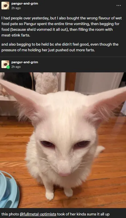 Wrong Wet Food Cat Farts