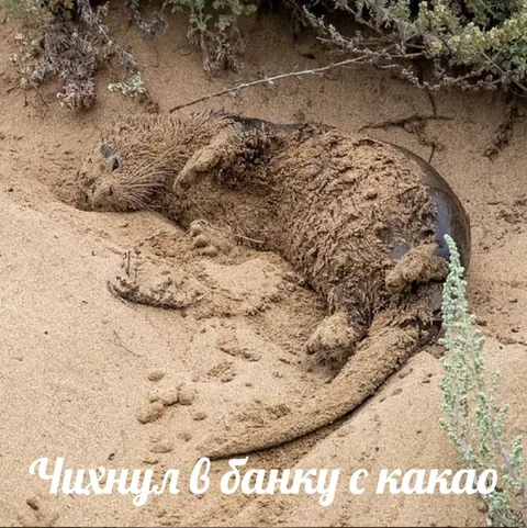 Чихнул в банку с какао