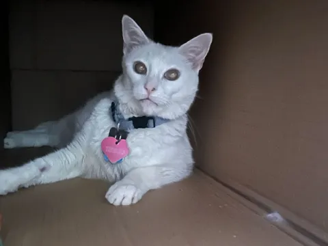 Therapy Cat in a Box