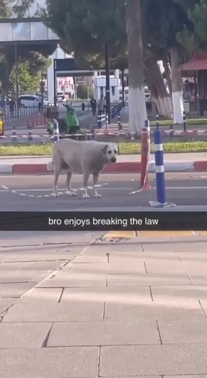 Dog Enjoys Breaking the Law