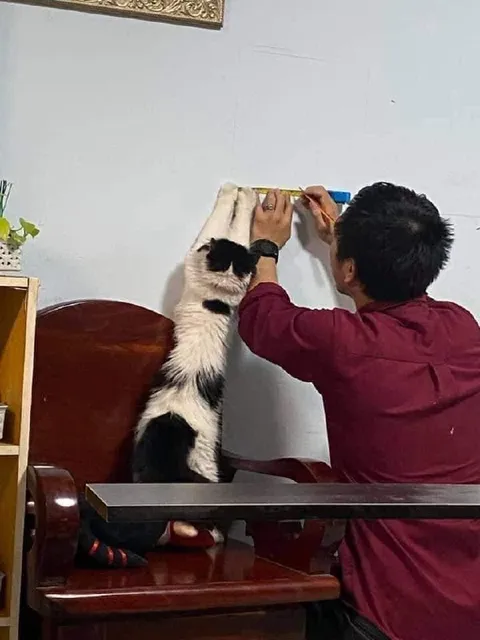 Кот помогает делать ремонт