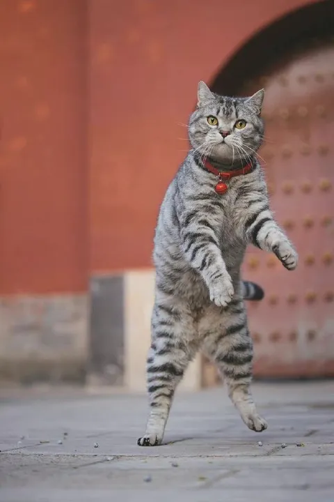 Кот идёт на задних лапах