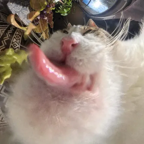 Кот с огромным языком