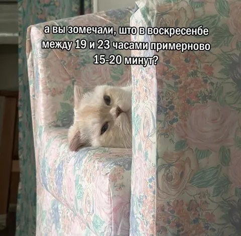 Кот в кресле по воскресеньям
