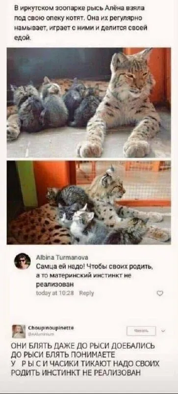 У рыси часики тикают