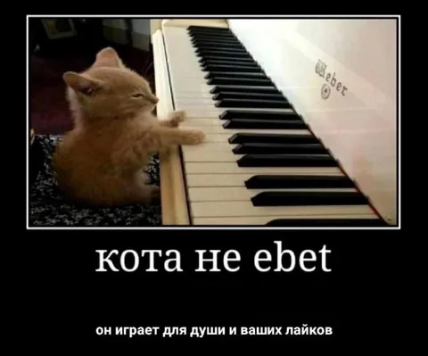 Кота не ебет пианино