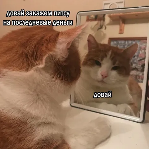 Кот одобрил пиццу