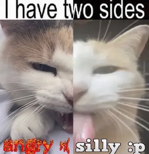 I Have Two Sides Cat