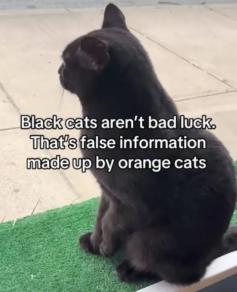 Black Cats Expose Orange Cats