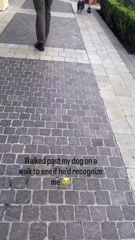 Dog Finally Recognizes Owner
