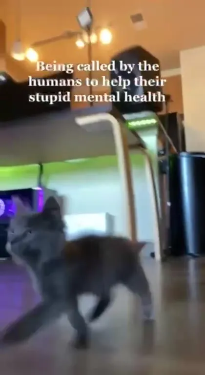 Cat Answers the Humans