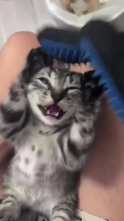 Котёнок смеётся под расчёской