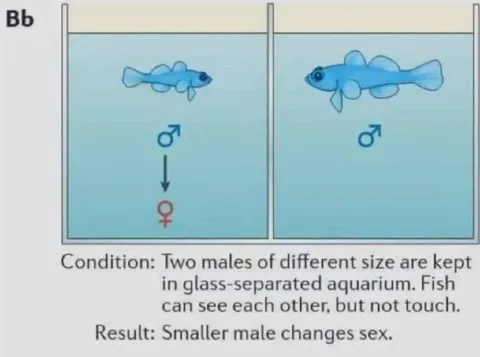 Fish Changes Sex Experiment