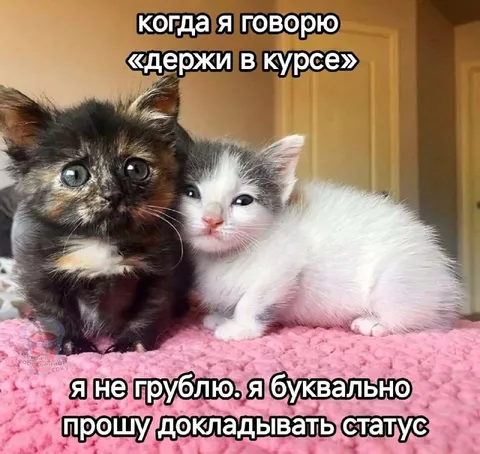 Держи в курсе буквально