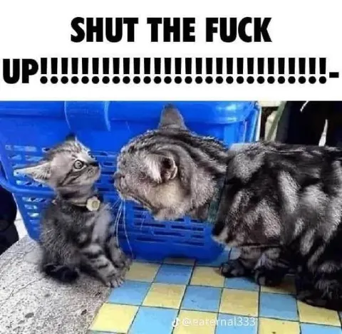 Shut the Fuck Up Cats