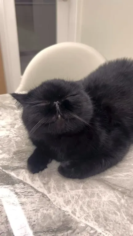 Чёрный кот наслаждается почёсыванием