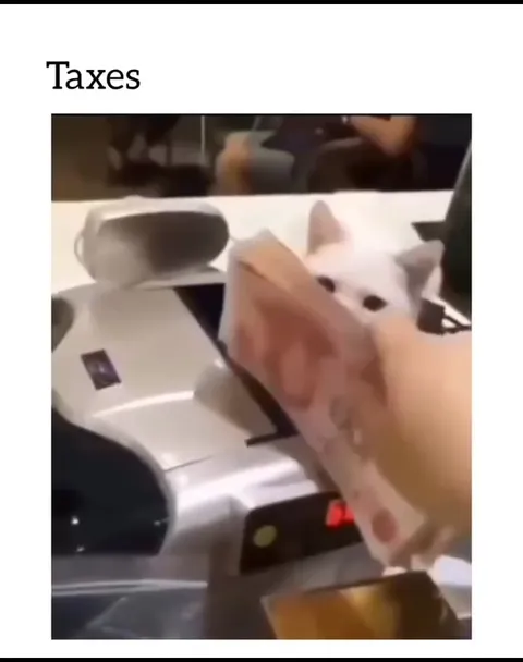 Cat Paying Taxes