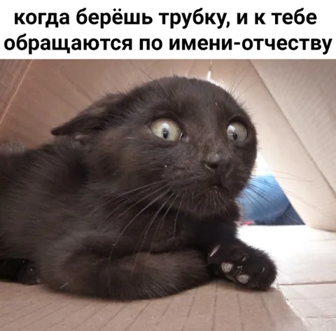 Кот, к которому обращаются по имени-отчеству