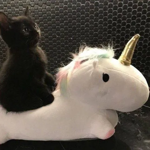 Чёрный кот на единороге