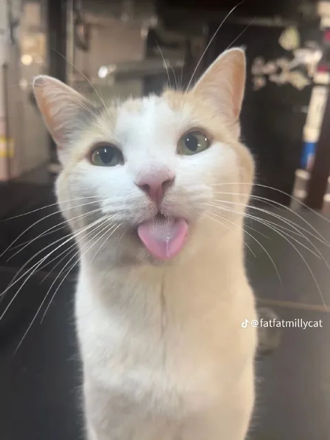 Кот показывает язык