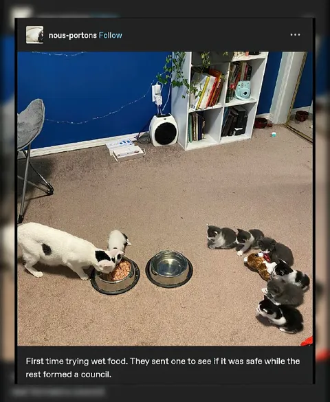 Kittens Form a Food Council