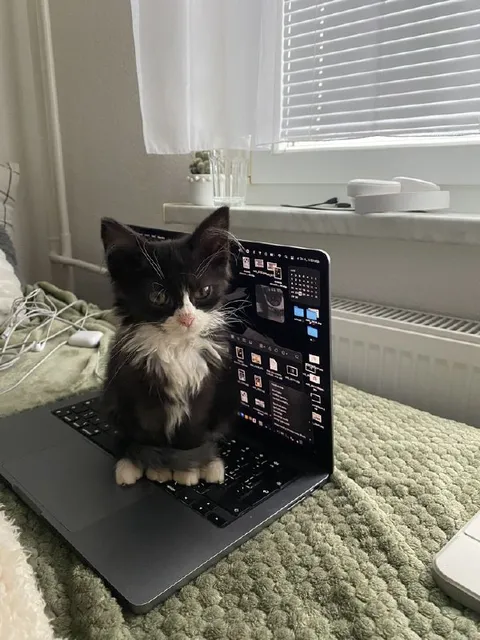 Кот за ноутбуком