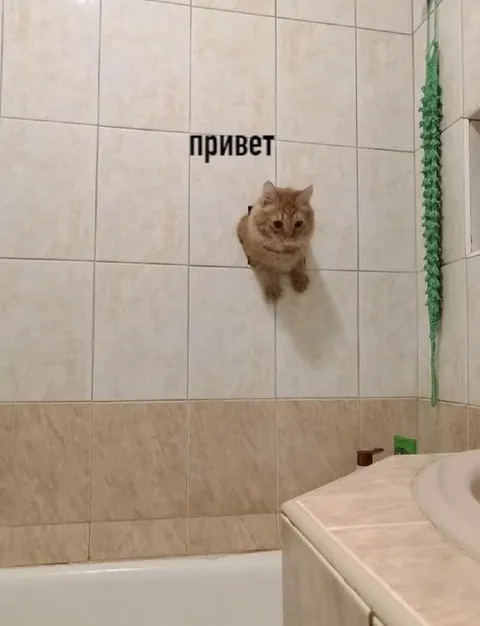 Котик говорит привет