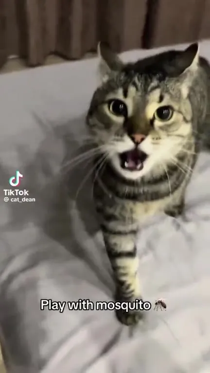 Cat Plays with Mosquito