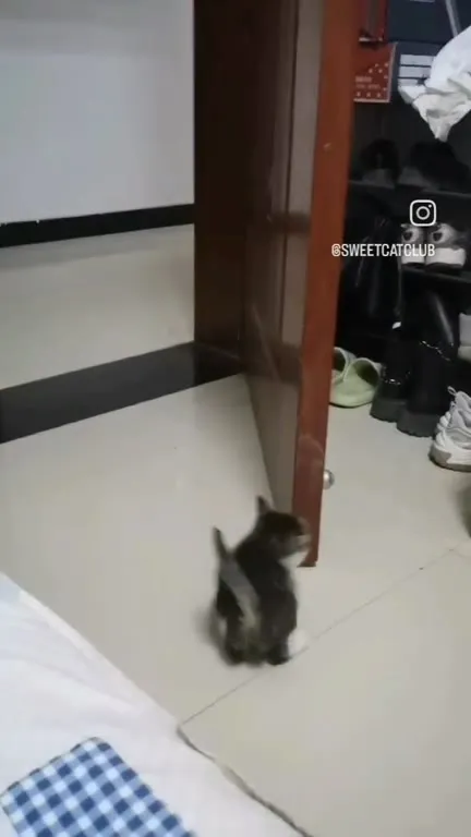 Котёнок бросается на ботинок