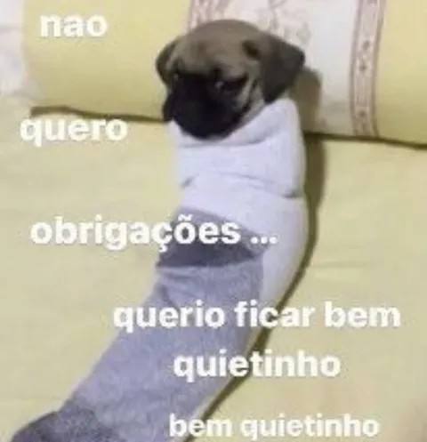 Cachorro quer ficar quietinho