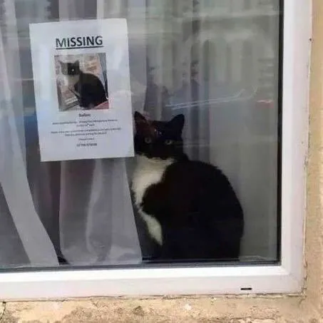 Cat Finds Its Own Missing Poster