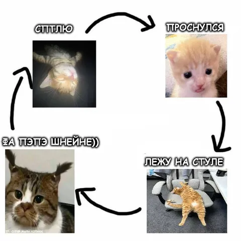 Кошачий цикл сна
