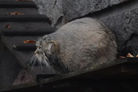 Большой круглый манул к зиме