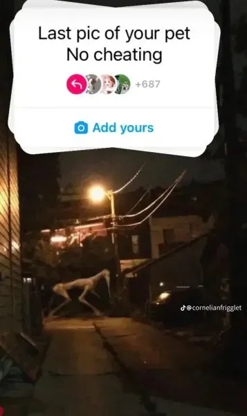 Last Pic of Your Pet