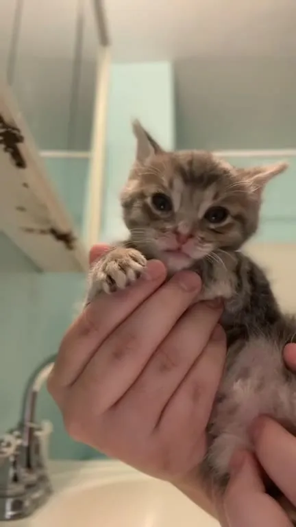 Котёнок в ванной под музыку