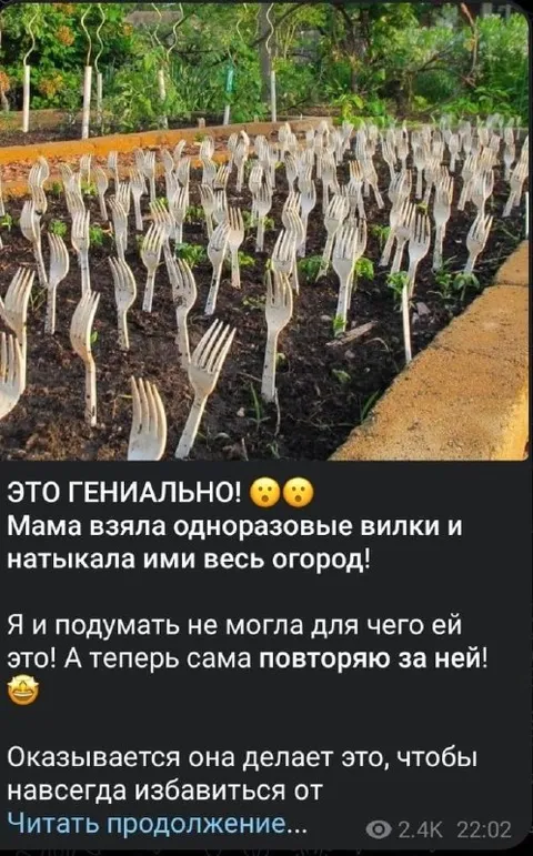 Мама посадила вилки в огород
