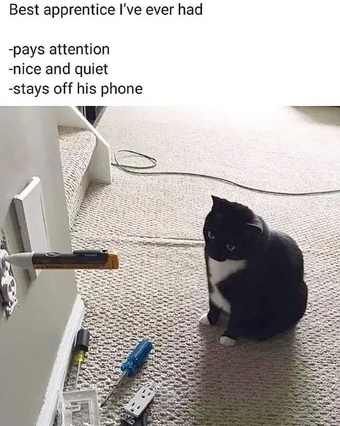 Best Apprentice Cat