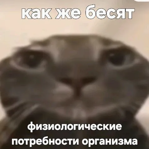 Кот и физиологические потребности