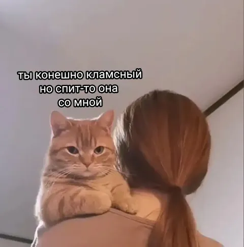 Кот и её ночёвка со мной
