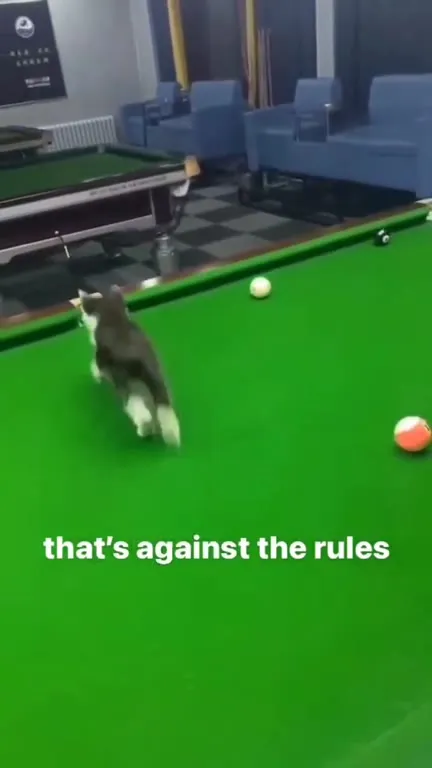 Cat Breaks Pool Rules