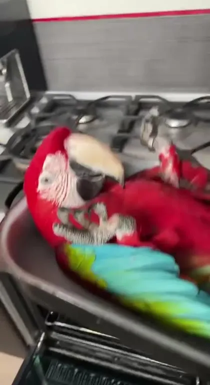 Попугай в духовке