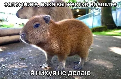 Капибара ничего не делает
