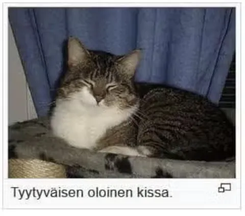 Tyytyväisen oloinen kissa
