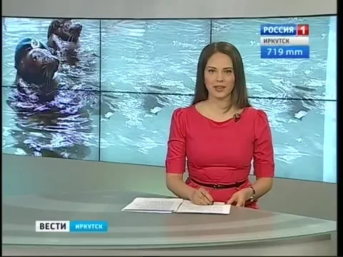 Тюлени ведут выпуск новостей