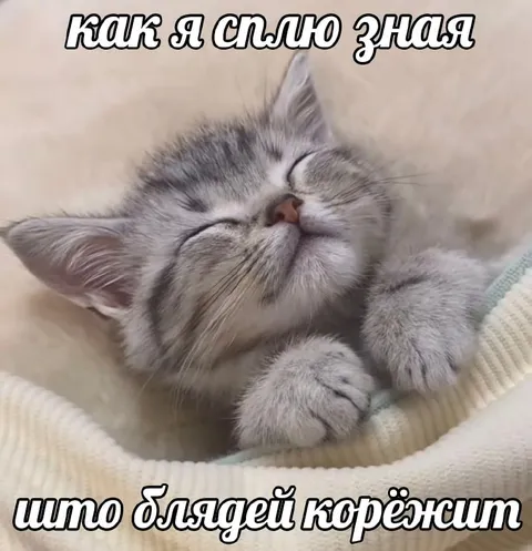 Кот спит, зная что их корёжит