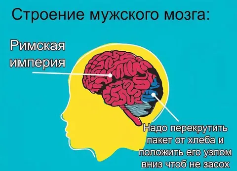 Строение мужского мозга