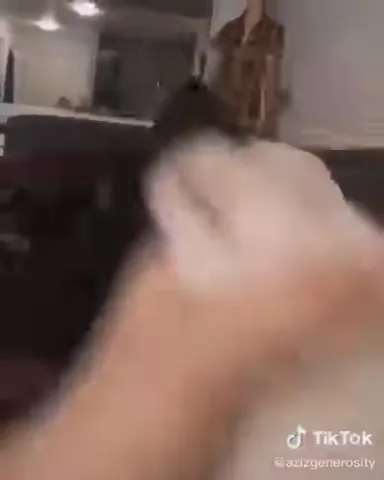 Ласковое поглаживание кота