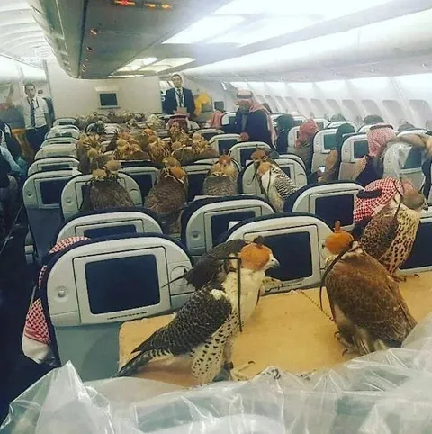 Соколы летят первым классом
