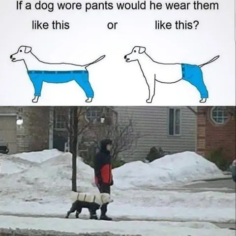How Should a Dog Wear Pants?