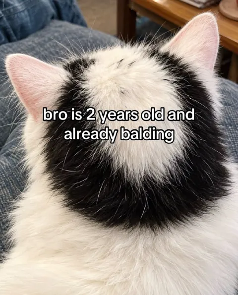 Two-Year-Old Balding Cat
